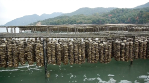 2_抑制棚（干潮時）